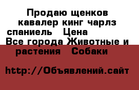 Продаю щенков кавалер кинг чарлз спаниель › Цена ­ 40 000 - Все города Животные и растения » Собаки   